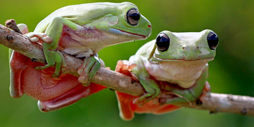 two frogs on a branch